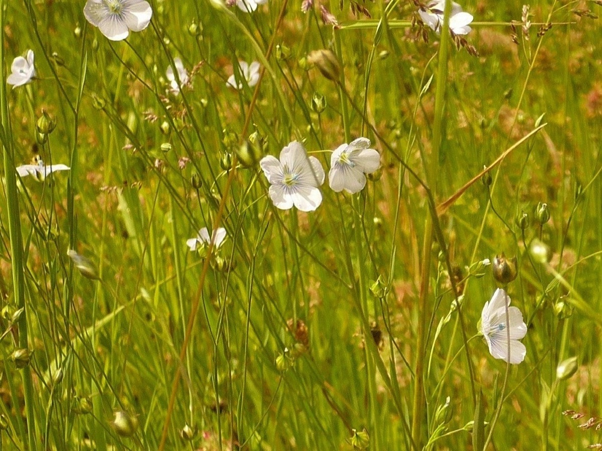 Linum usitatissimum subsp. angustifolium (Linaceae)